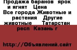 Продажа баранов, ярок и ягнят › Цена ­ 3 500 - Все города Животные и растения » Другие животные   . Татарстан респ.,Казань г.